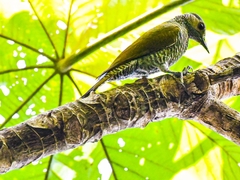 Colaptes auricularis