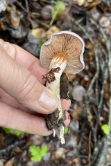 Cortinarius adonis