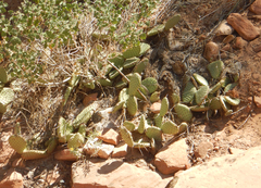 Opuntia aurea