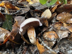 Cortinarius adonis