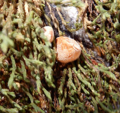 Bryoperdon acuminatum