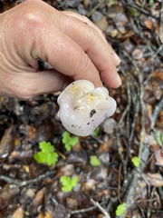 Cortinarius adonis