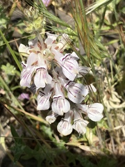 Collinsia tinctoria