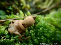 Geastrum elegans