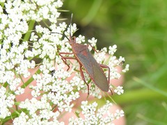 Namacus transvirgatus