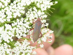 Namacus transvirgatus