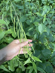 Borodinia canadensis