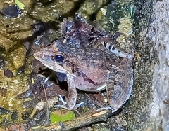 Ptychadena anchietae