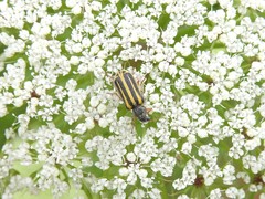 Astylus tucumanensis