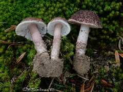 Lepiota brunneolilacea