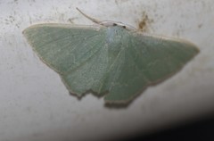 Prasinocyma semicrocea