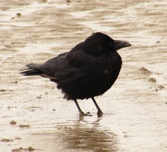 Corvus corone