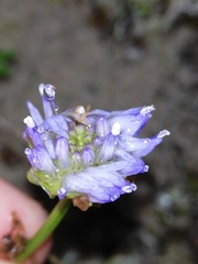 Jasione maritima