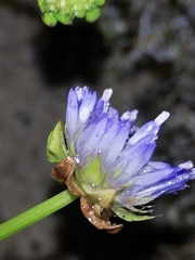 Jasione maritima