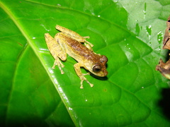 Scinax rizibilis