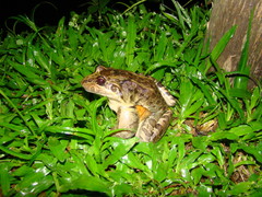 Leptodactylus latrans