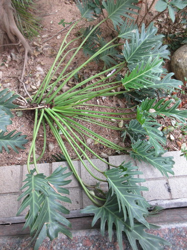 Thaumatophyllum xanadu