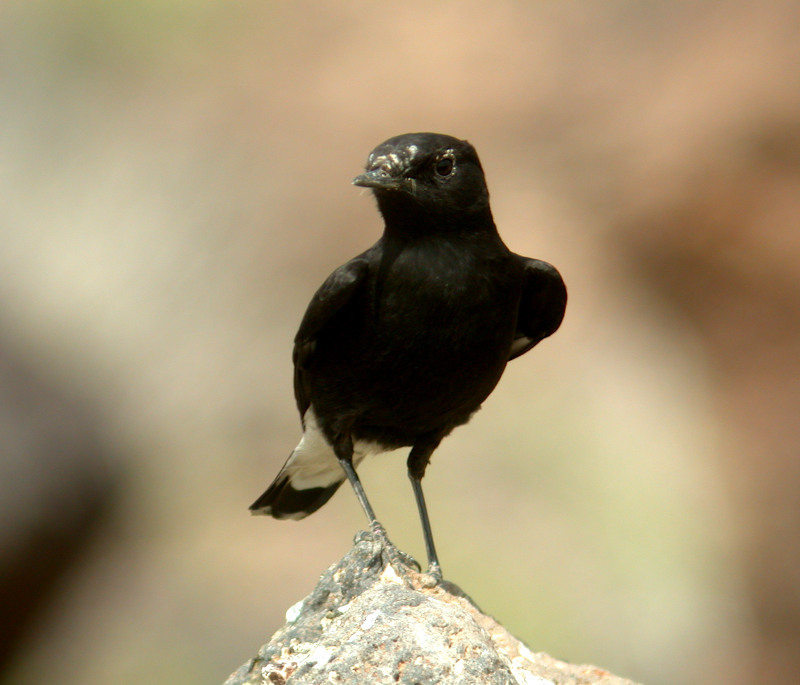 Mourning Wheatear