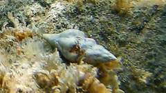 Tarantinaea lignaria