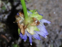 Jasione maritima