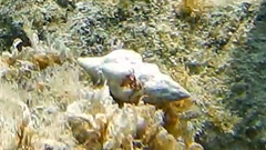 Tarantinaea lignaria