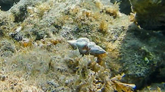 Tarantinaea lignaria