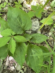 Solidago arguta harrisii