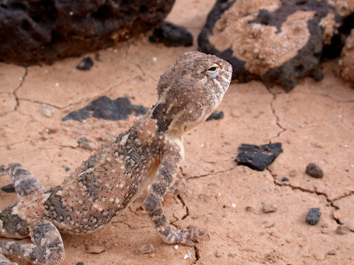 North Arabian Plain Agama