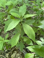 Doellingeria infirma