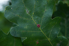 Neuroterus albipes