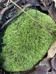 Sciuro-hypnum plumosum