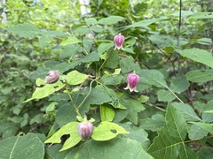 Clematis flaccida