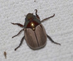 Anoplognathus daemeli