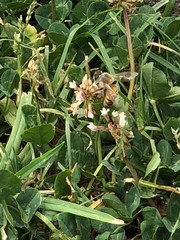 Apis mellifera