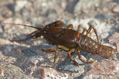 Cambarus chasmodactylus