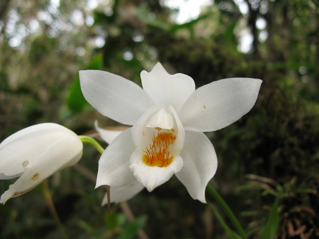 Coelogyne mooreana