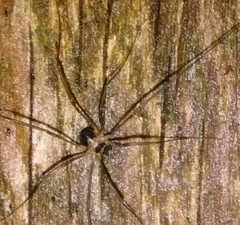 Dicranopalpus larvatus