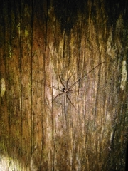 Dicranopalpus larvatus