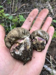 Caloboletus rubripes