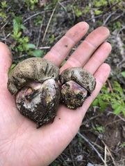 Caloboletus rubripes