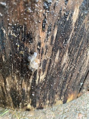 Myxarium nucleatum