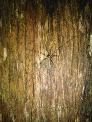 Dicranopalpus larvatus