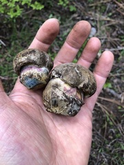 Caloboletus rubripes