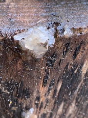 Myxarium nucleatum