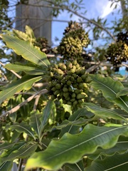 Pittosporum eugenioides