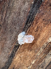 Myxarium nucleatum