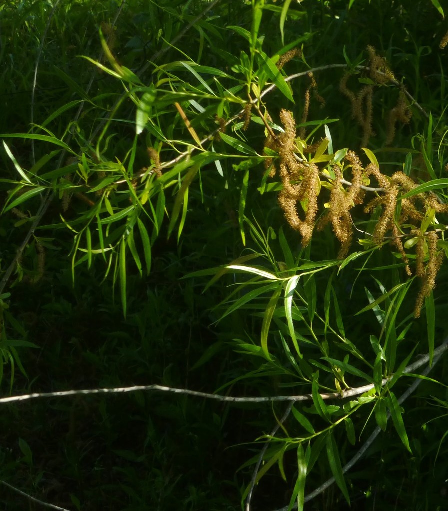 Salix nigra — an easy houseplant, prefers full sun light