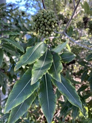 Pittosporum eugenioides
