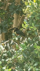 Pteroglossus castanotis