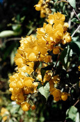 Calceolaria flexuosa